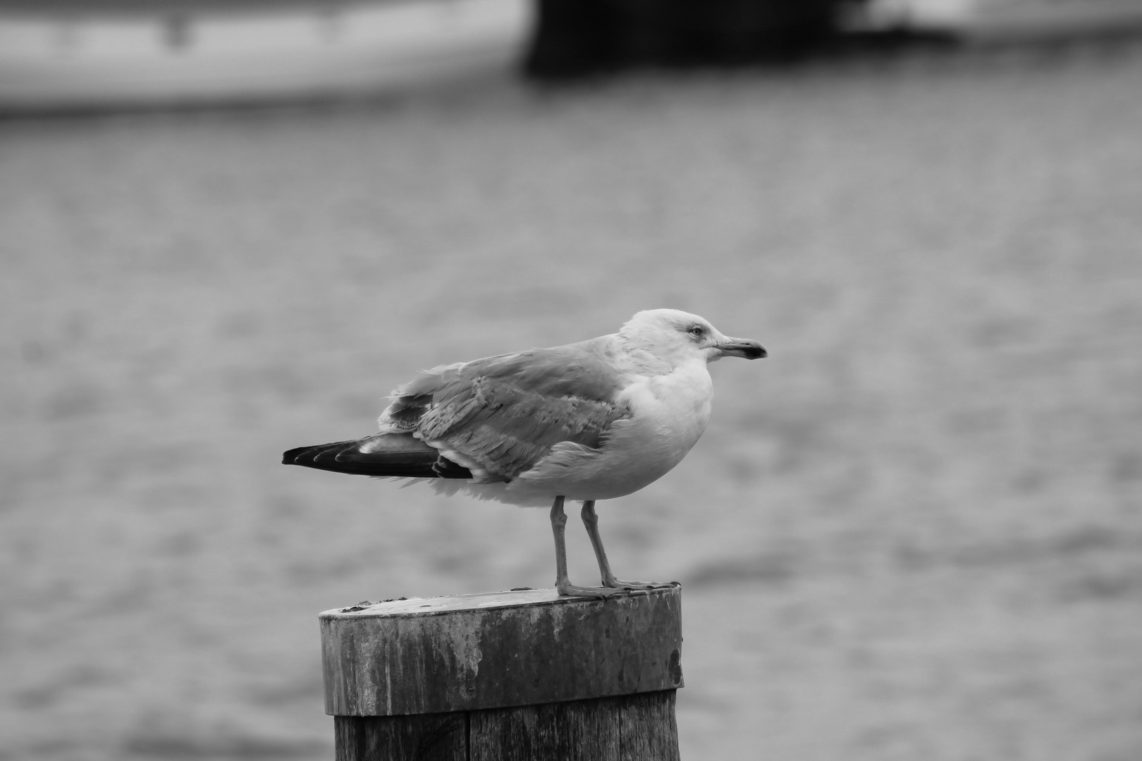 Möwe in Schwarz Weiß