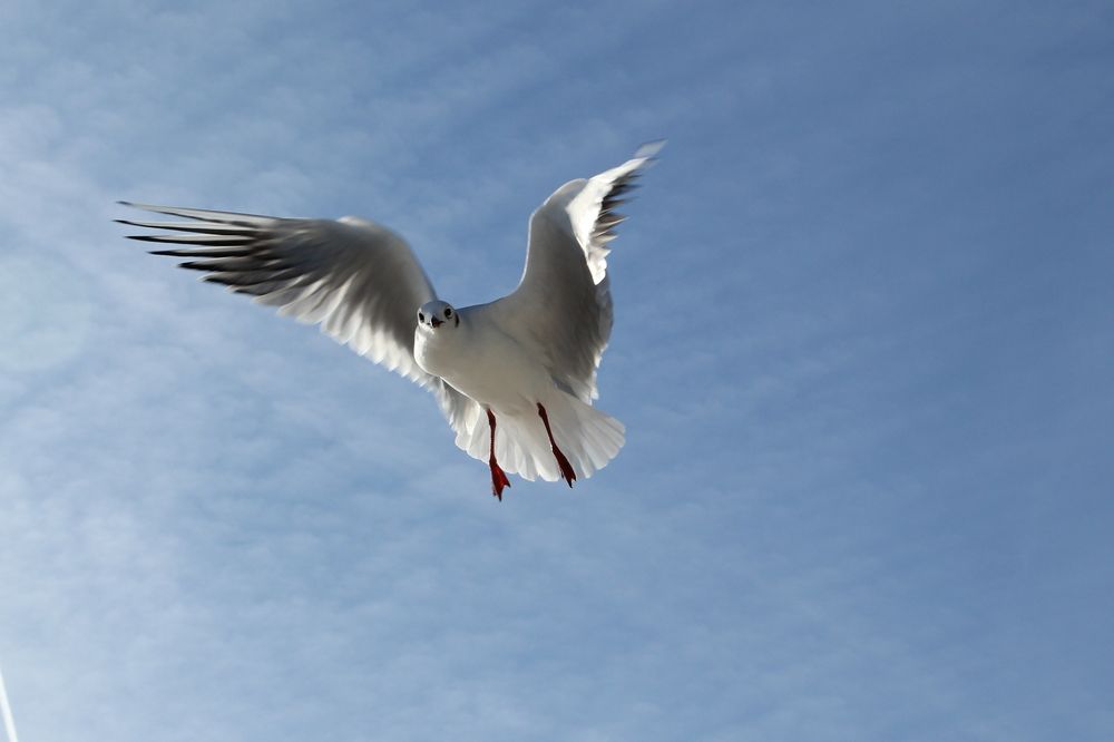 Möwe in Sierksdorf 4