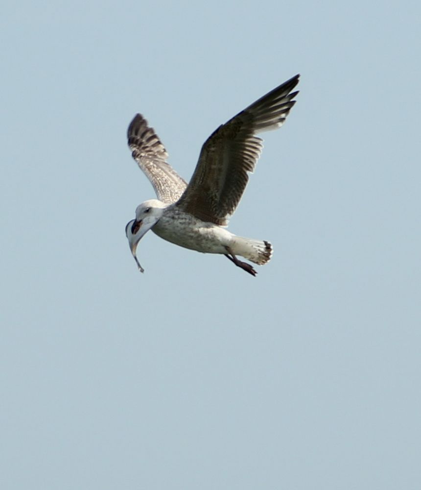 Möwe in Sierksdorf