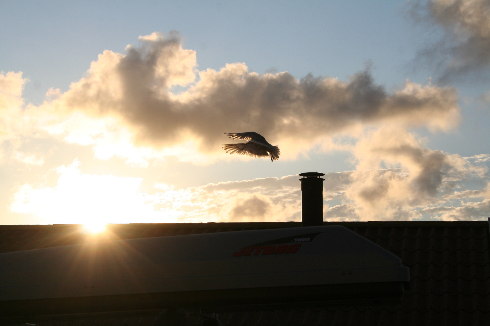 Möwe in Sonnenuntergang