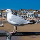 Möwe in St. Ives