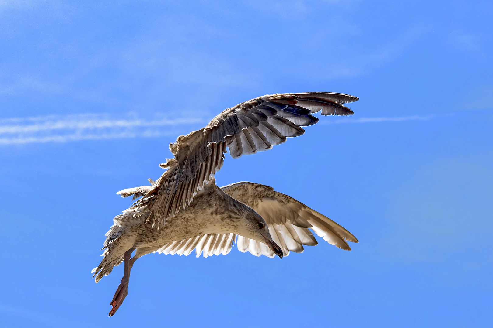 Möwe in Swinemuende 2019_07_14