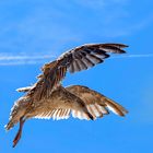 Möwe in Swinemuende 2019_07_14