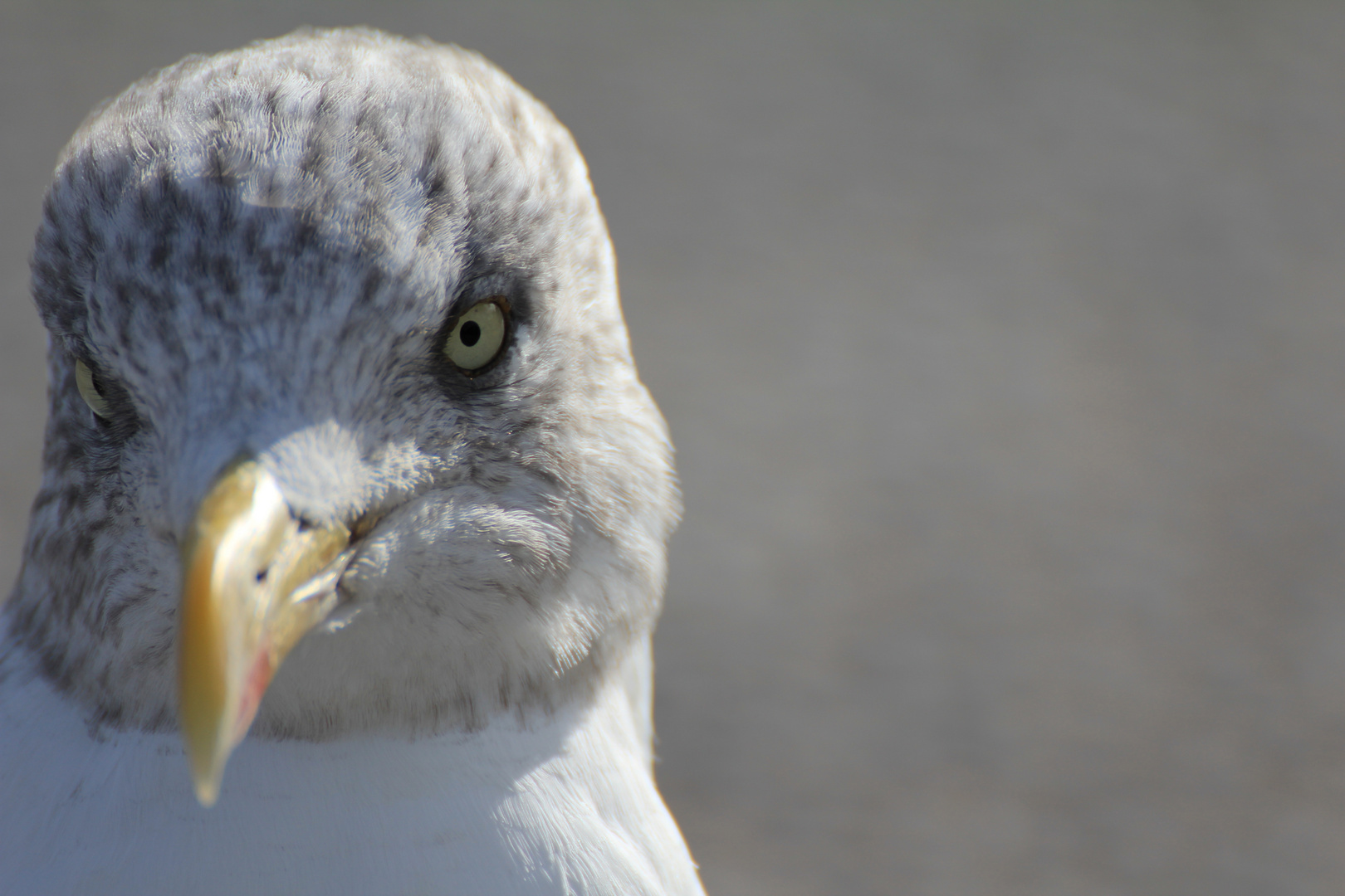 Möwe in Tenby