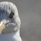 Möwe in Tenby