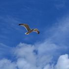 Möwe in Tenby, Wales, UK