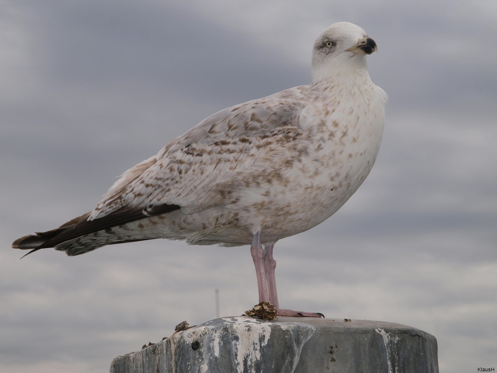 Möwe in the Netherlands