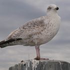 Möwe in the Netherlands