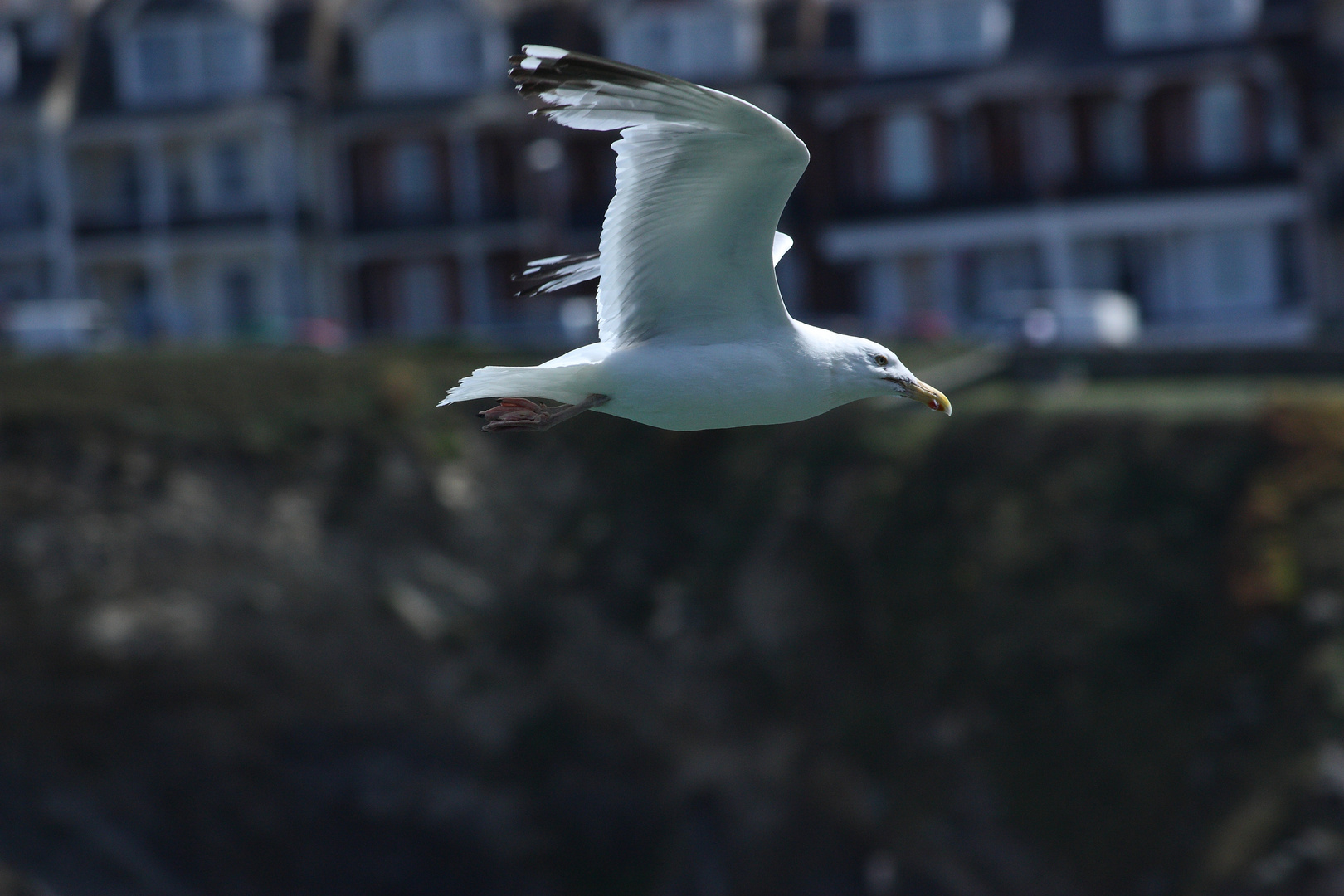 Möwe in Torquay