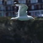 Möwe in Torquay