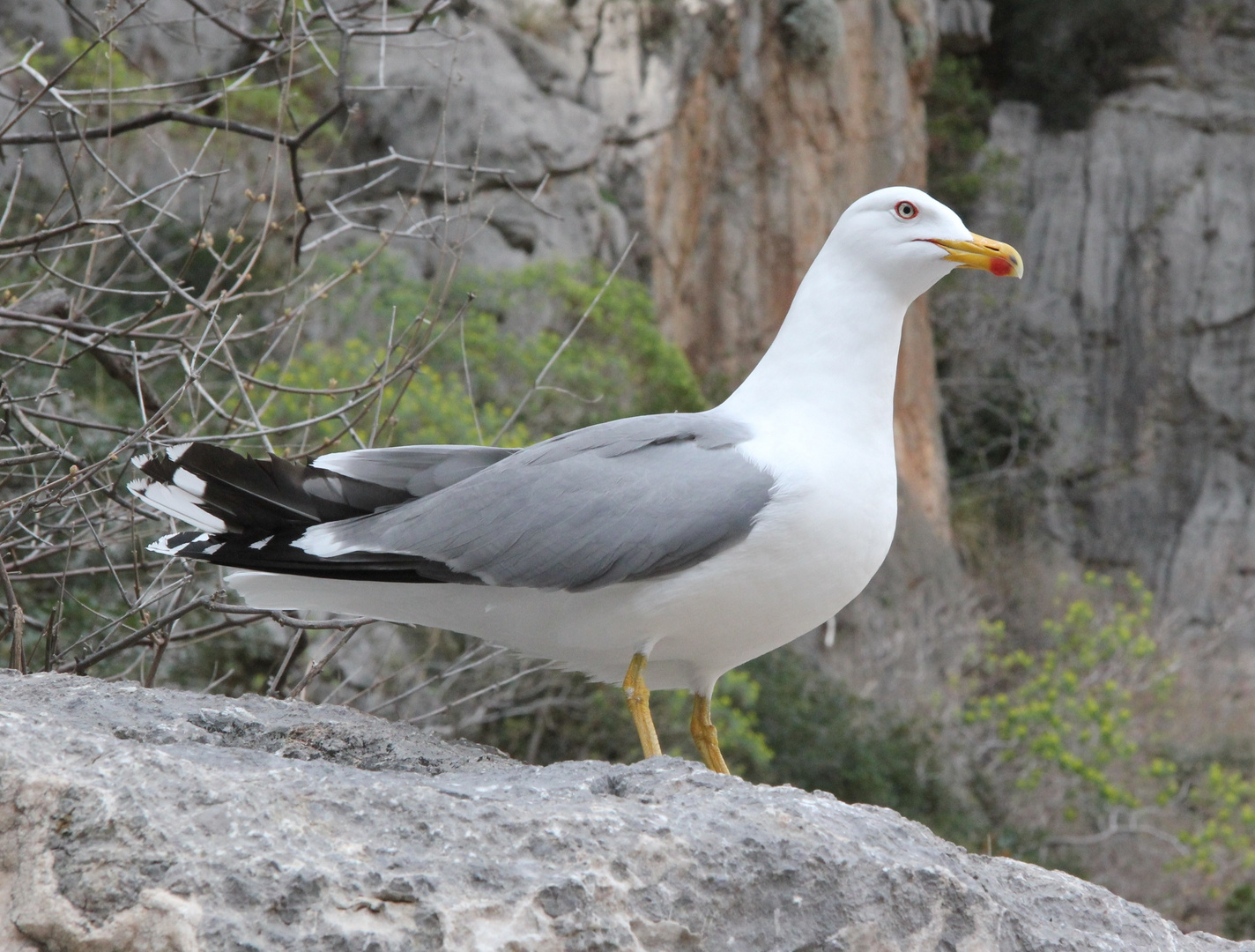 Möwe in Torrent de Pareis