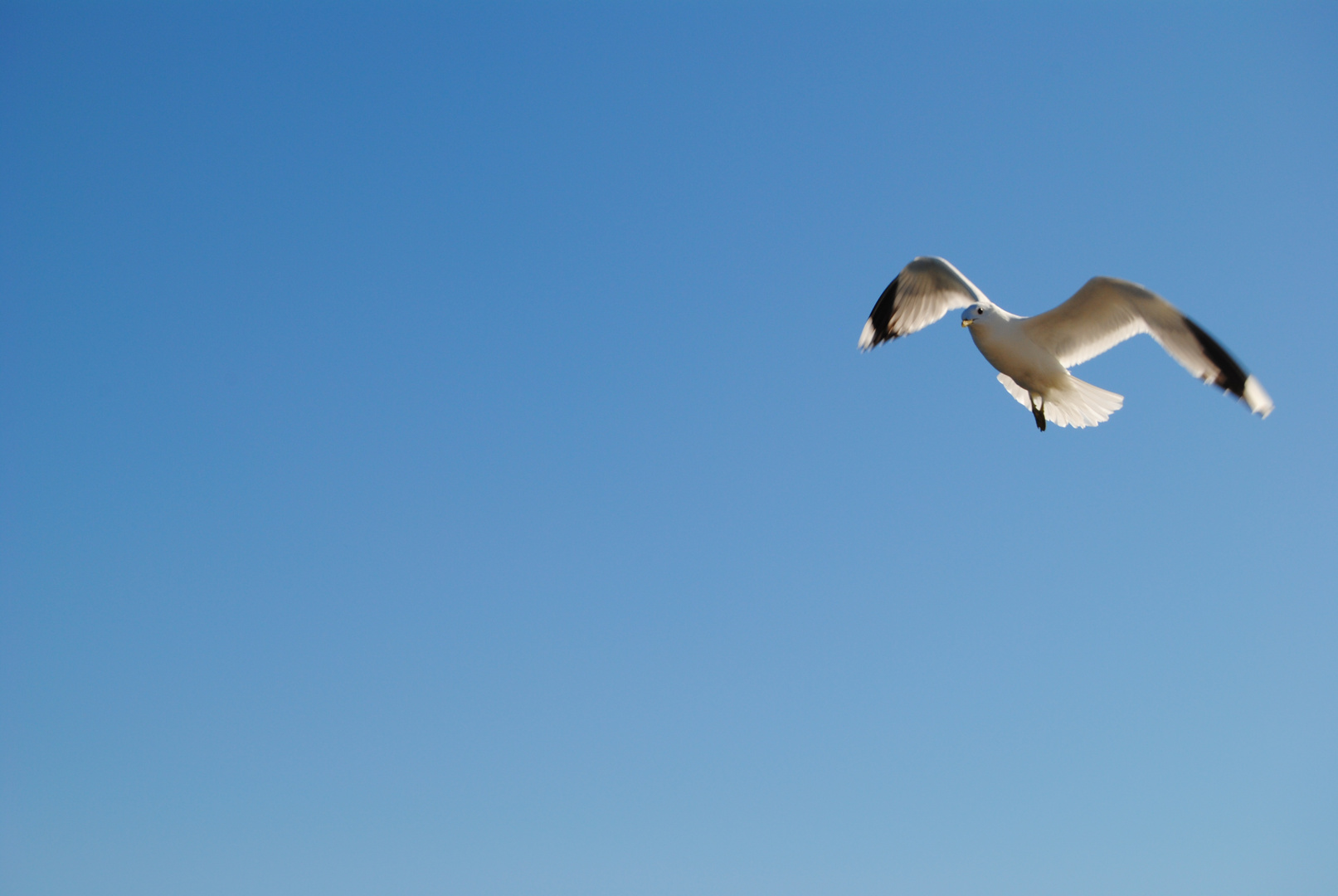 Möwe in Travemünde