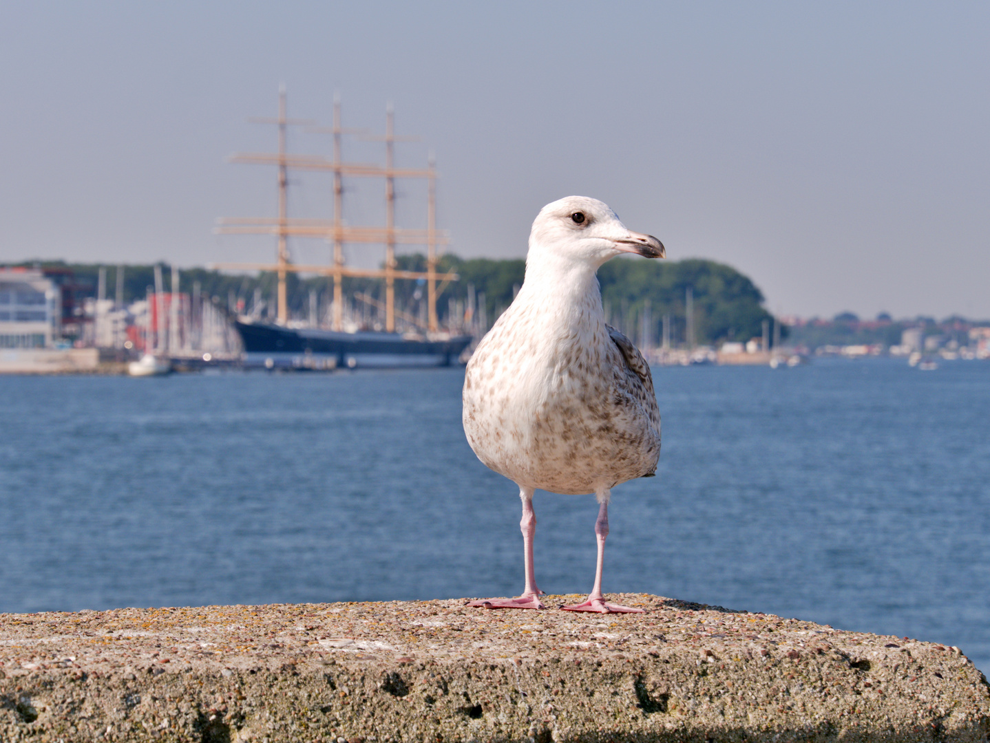 Möwe  in Travemünde