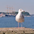 Möwe  in Travemünde