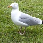 Möwe in Tromsö