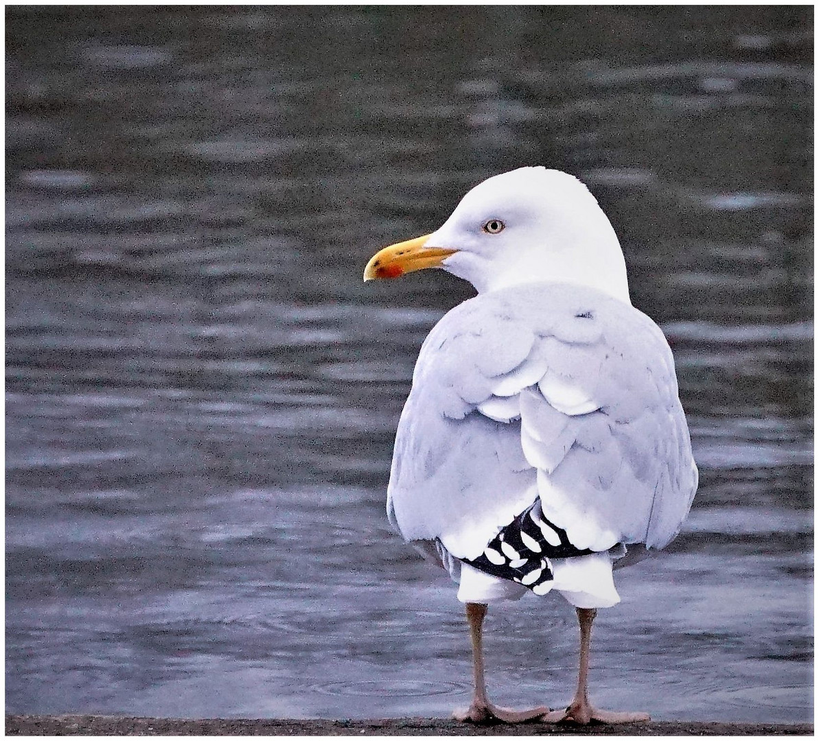 Möwe in Unterhose