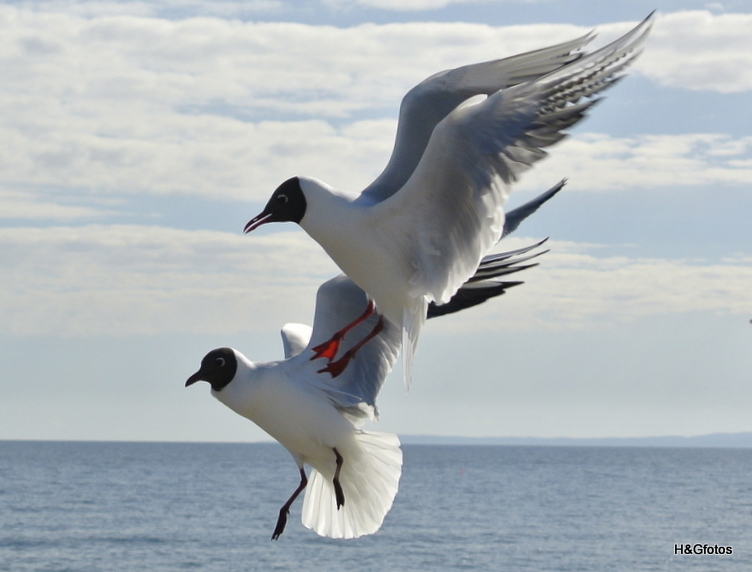 Möwe in Usedom