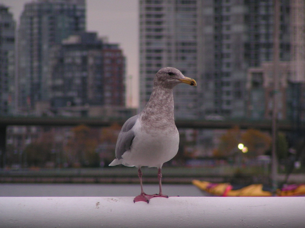 Möwe in Vancouver