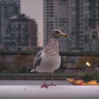 Möwe in Vancouver