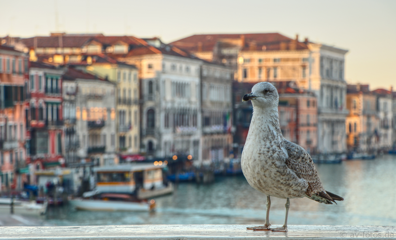 Möwe in Venedig