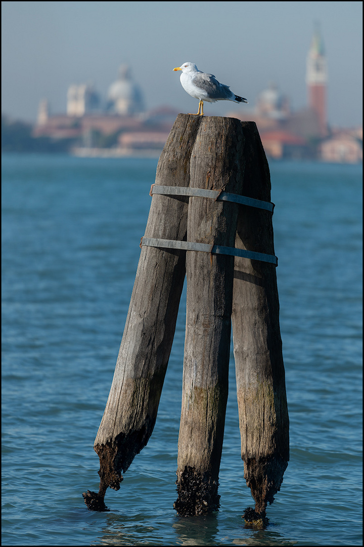 Möwe in Venedig