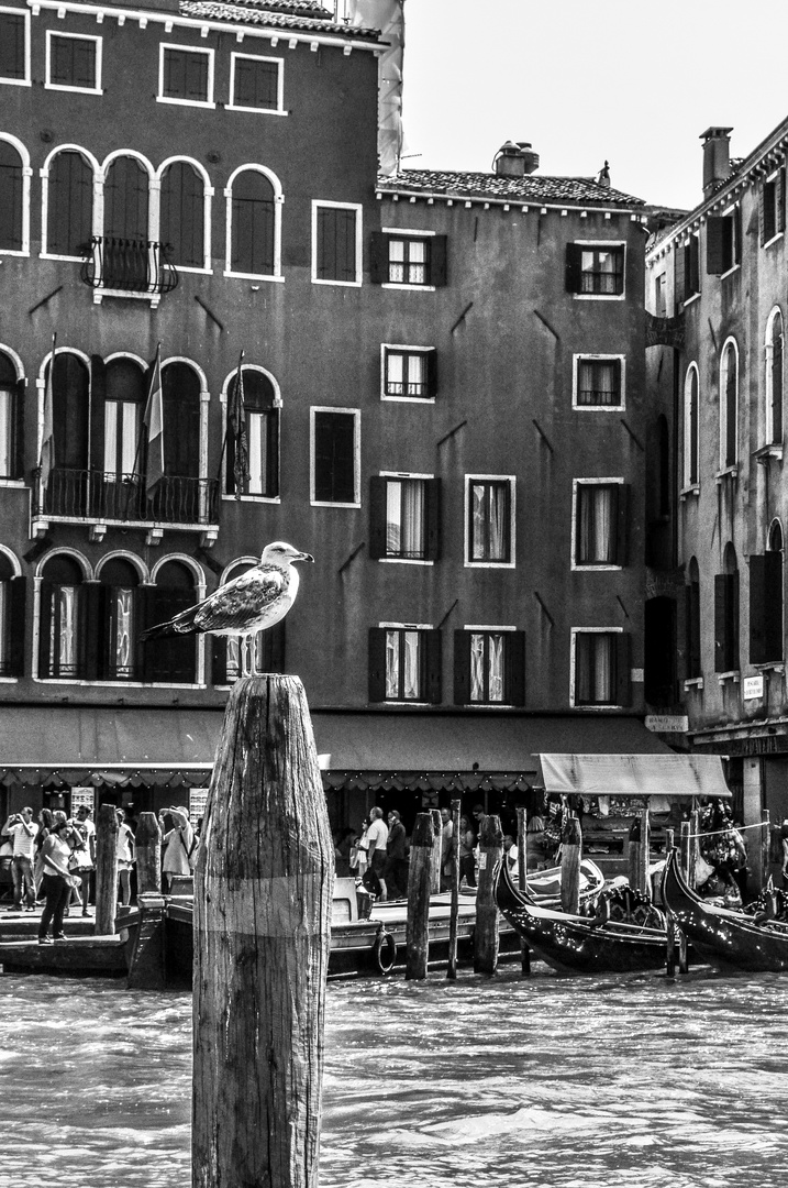 Möwe in Venedig