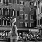 Möwe in Venedig