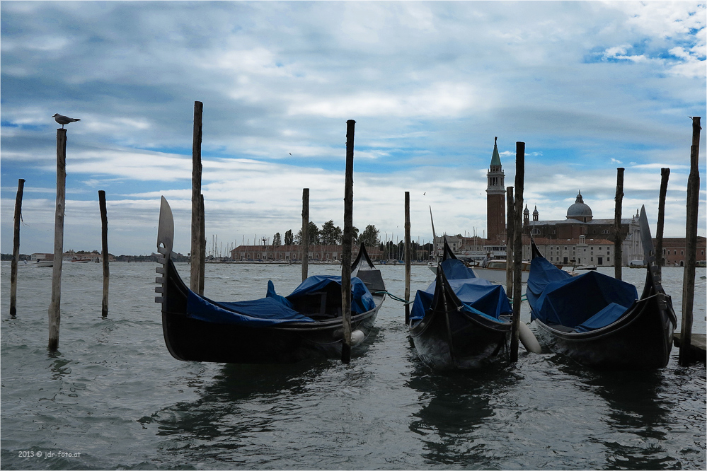 Möwe in Venedig