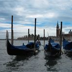 Möwe in Venedig