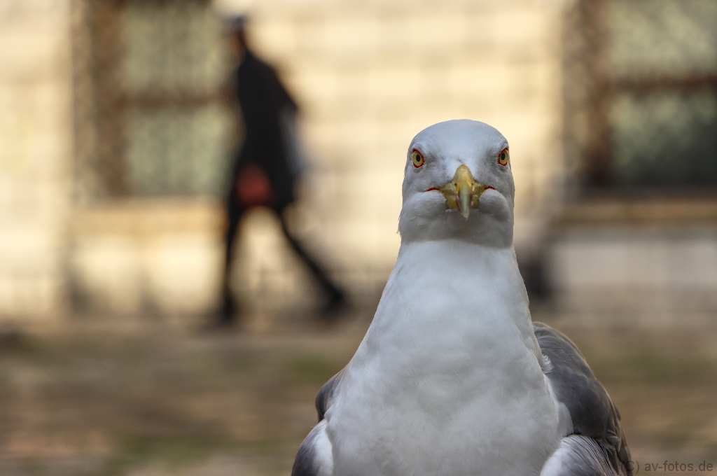 Möwe in Venedig