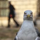 Möwe in Venedig