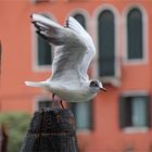 Möwe in Venedig