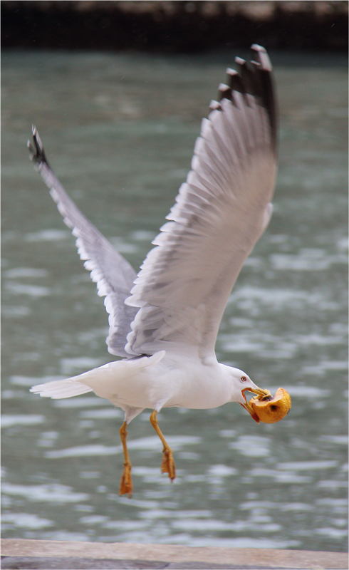 Möwe in Venedig II