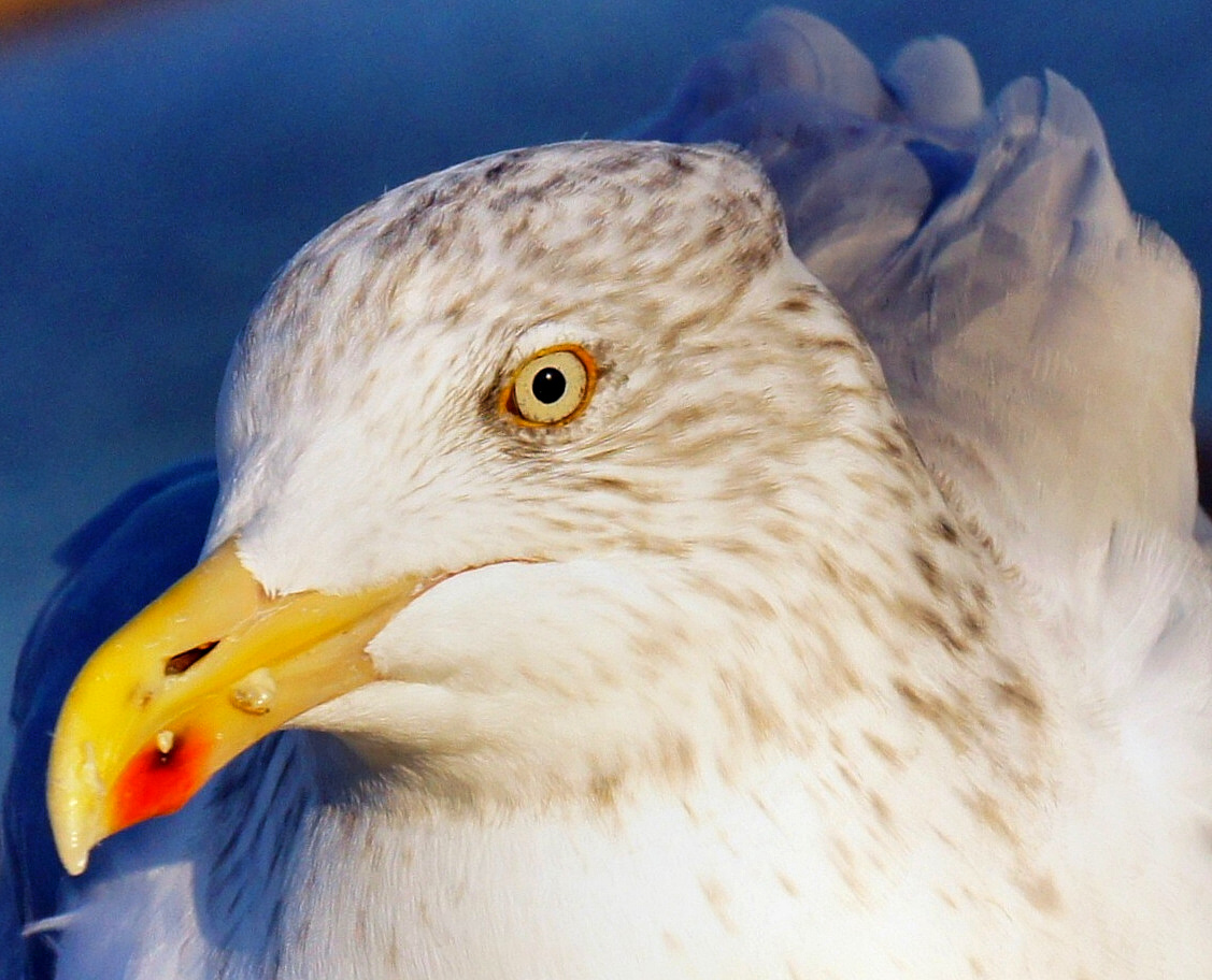 Möwe in Vlissingen (2)