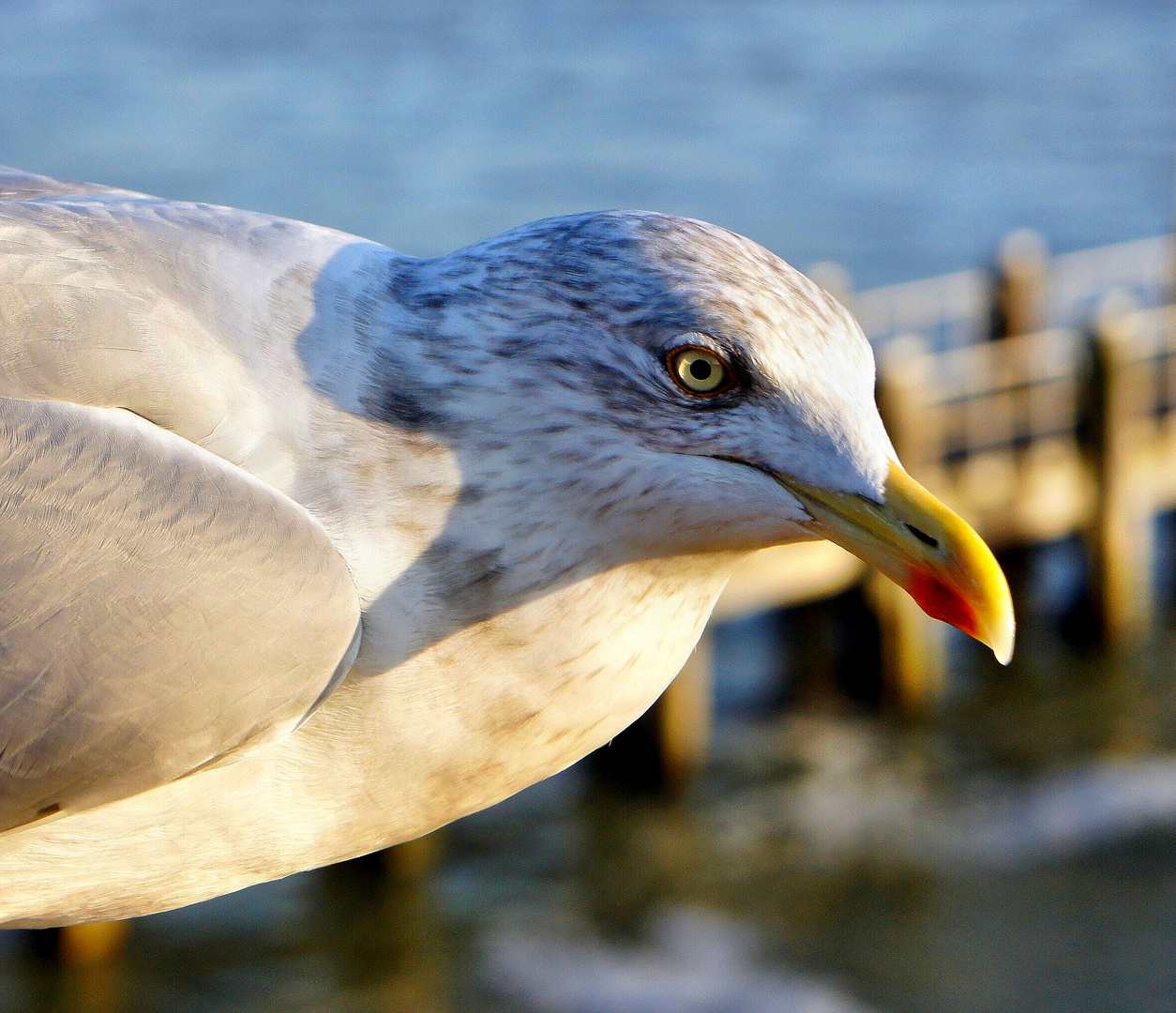 Möwe in Vlissingen, Zeeland (NL)