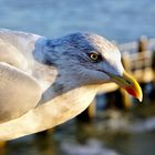 Möwe in Vlissingen, Zeeland (NL)