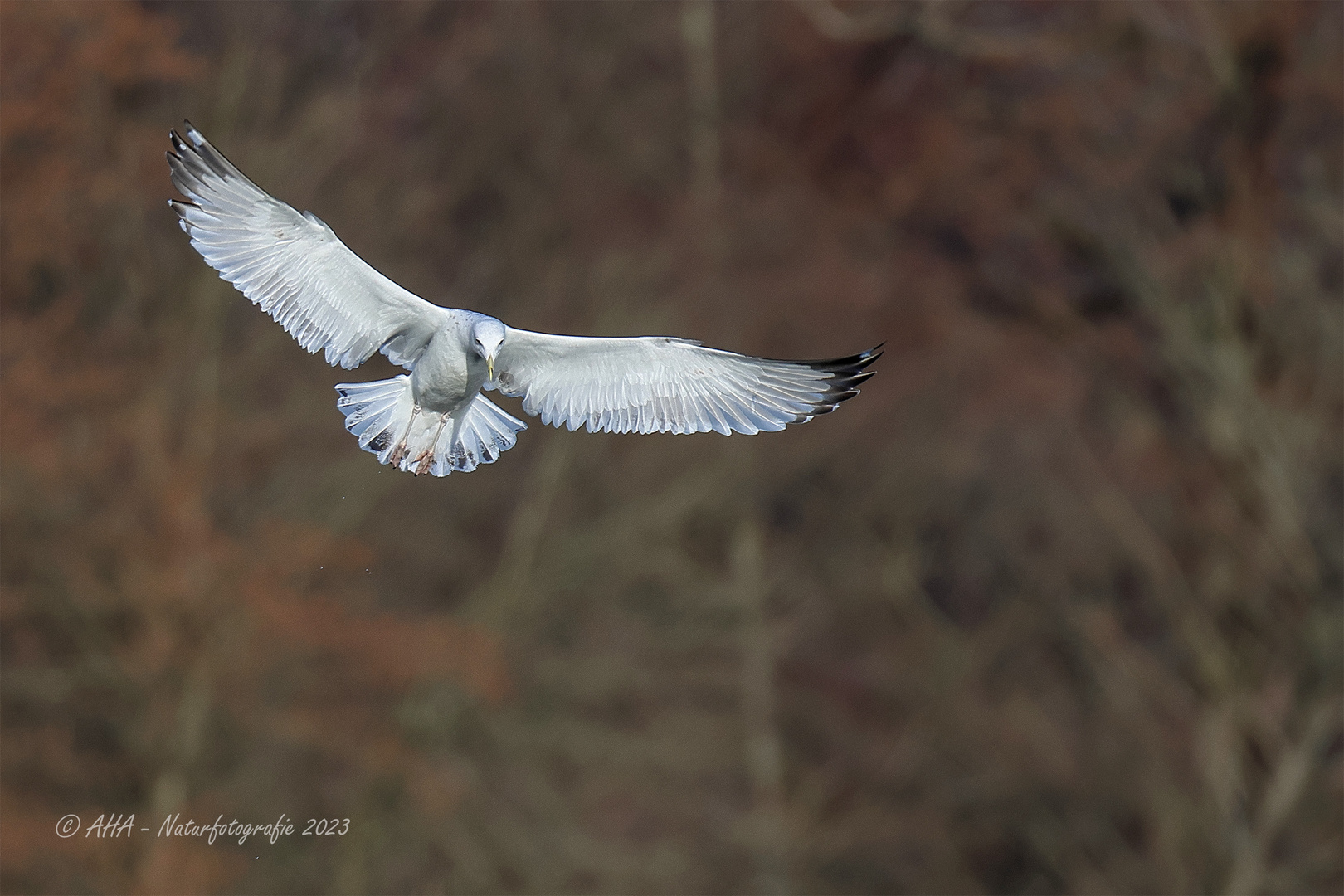 Möwe in voller Pracht