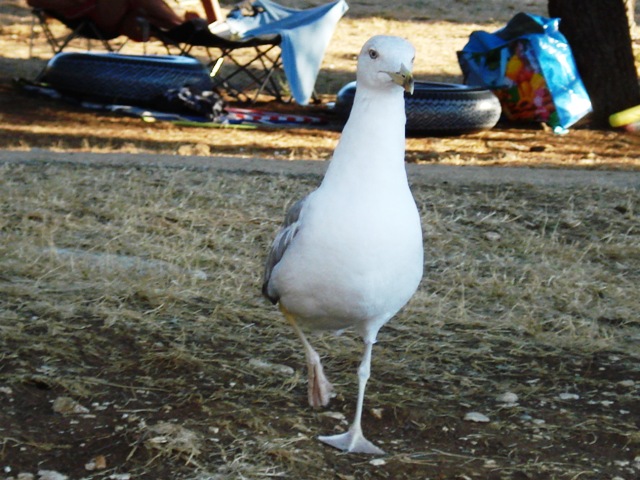 Möwe in Vrsar