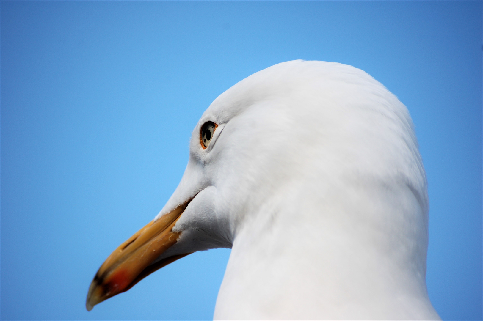 Möwe in Warne münde 