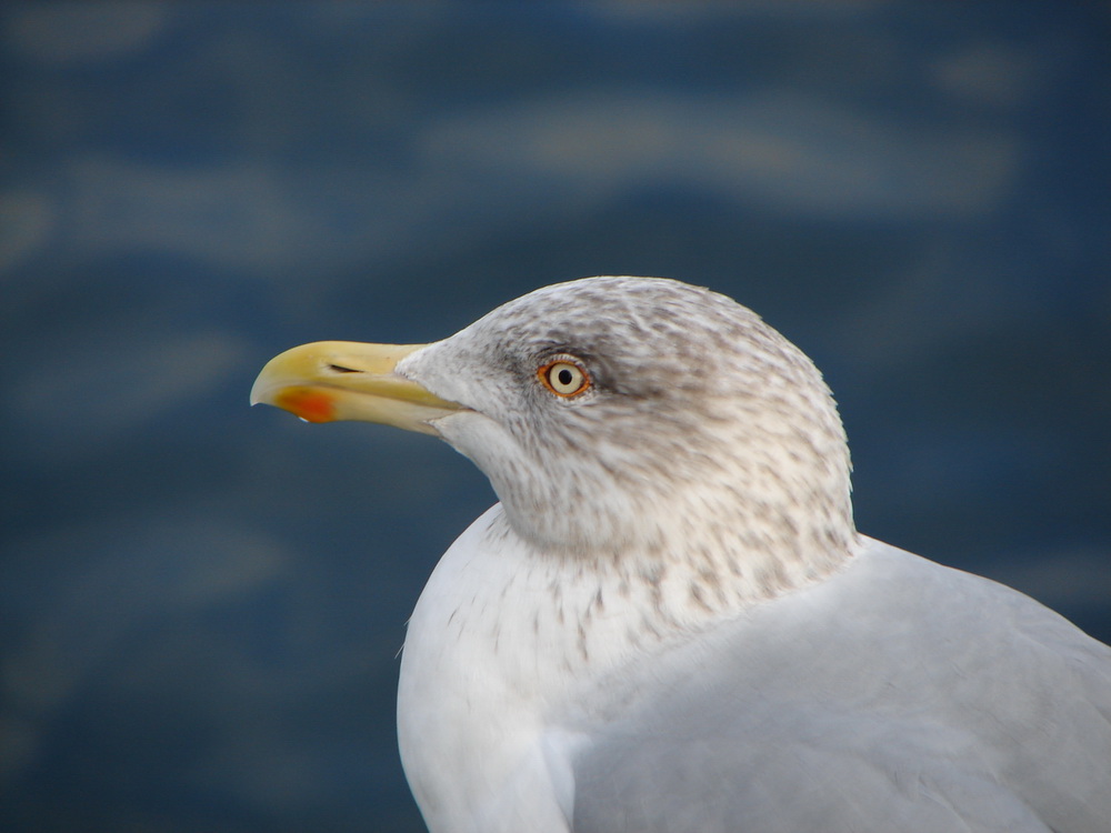 Möwe in Warnemünde (1/2)