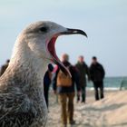 Möwe in Warnemünde