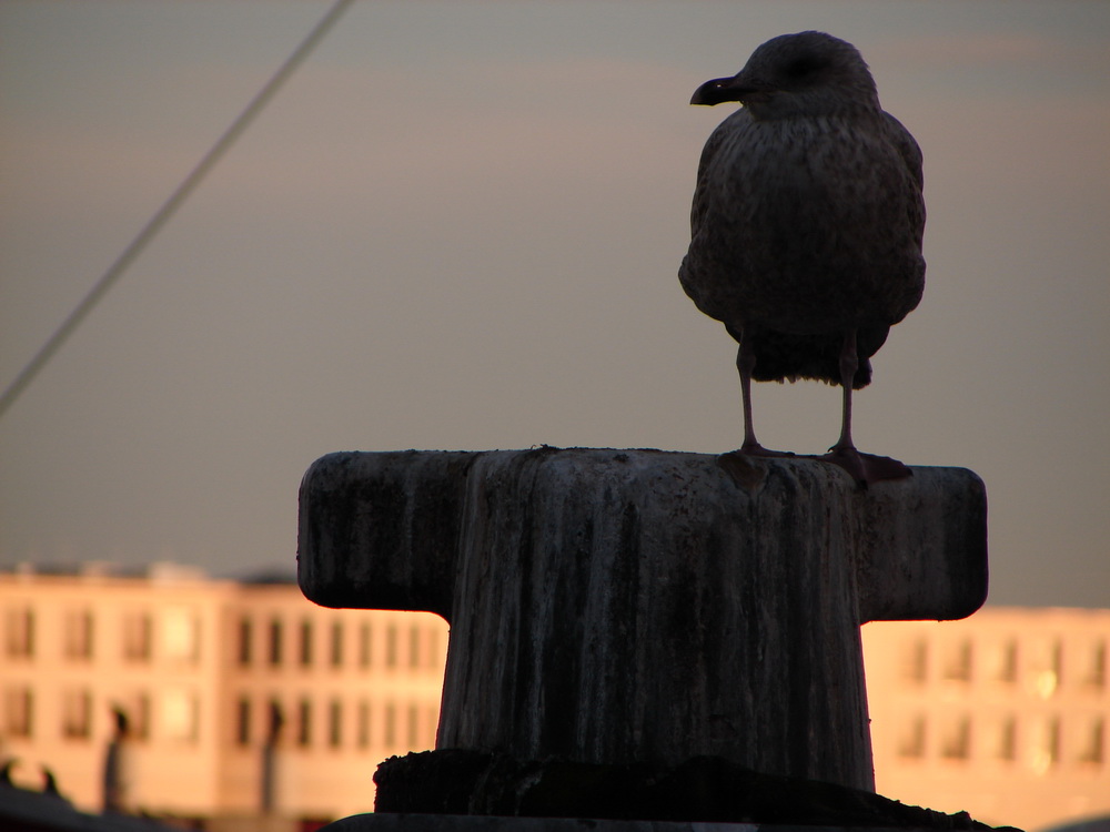 Möwe in Warnemünde (2/2)