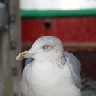 Möwe in Warnemünde