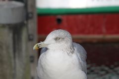 Möwe in Warnemünde