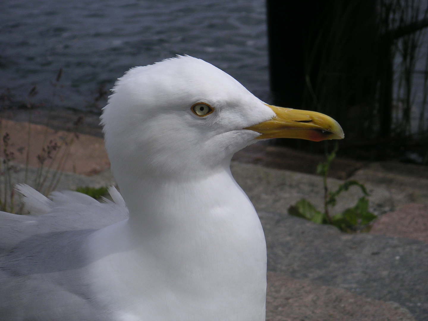 Möwe in Warnemünde