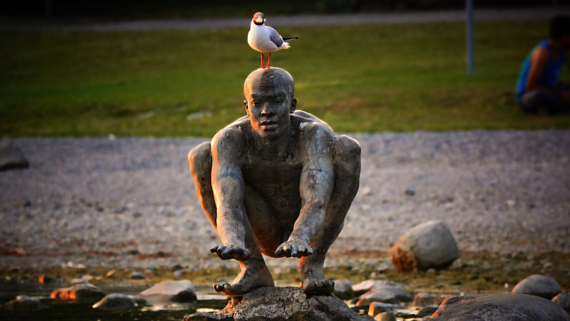 Möwe in warte Stellung