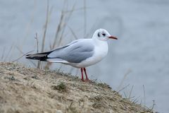 Möwe in Warteposition