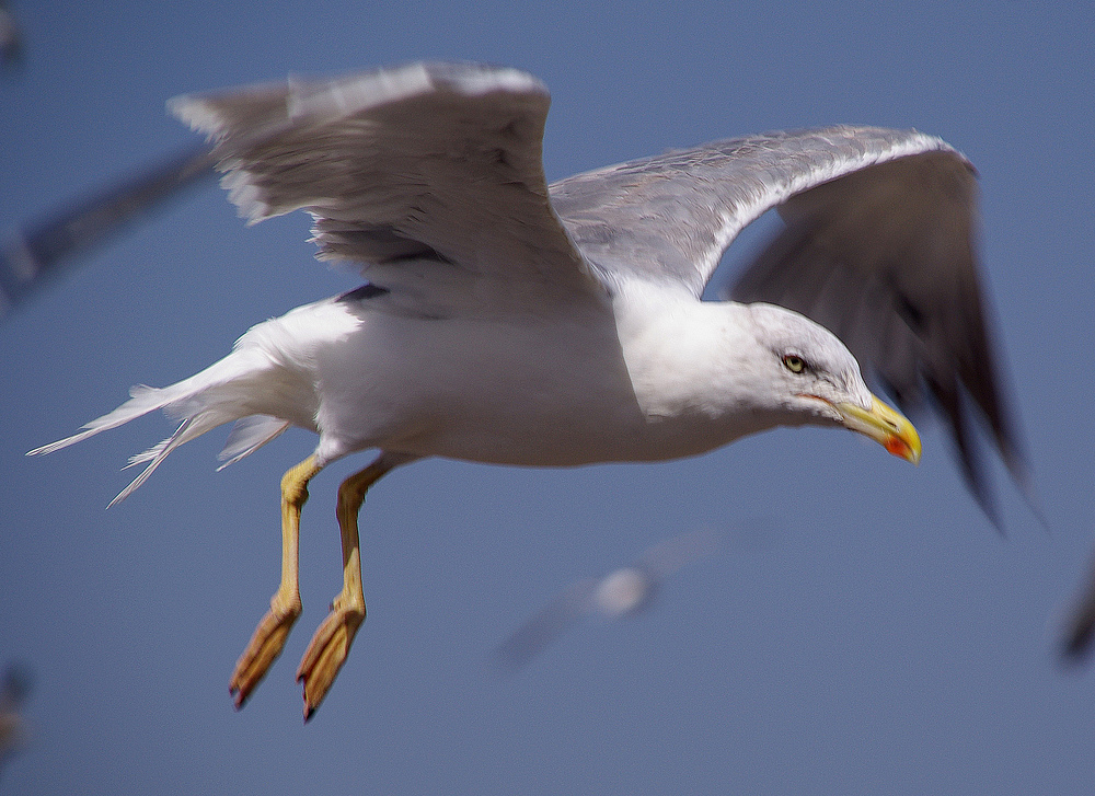 Möwe in Wartestellung