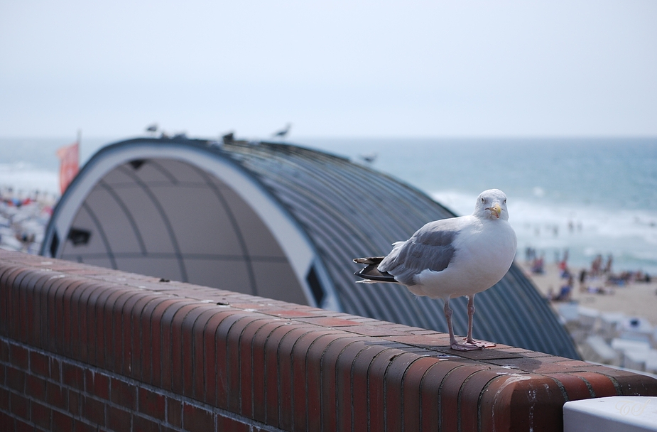 Möwe in Westerland