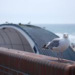 Möwe in Westerland